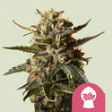 Bubblegum XL (Royal Queen Seeds) féminisée