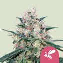 Honey Cream - Fast Flowering (Royal Queen Seeds) féminisée