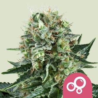 Bubble Kush (Royal Queen Seeds) féminisée