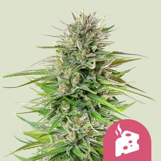 Blue Cheese (Royal Queen Seeds) féminisée