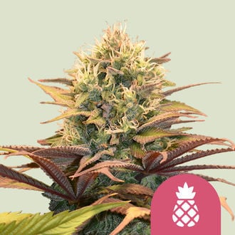 Pineapple Kush (Royal Queen Seeds) féminisée