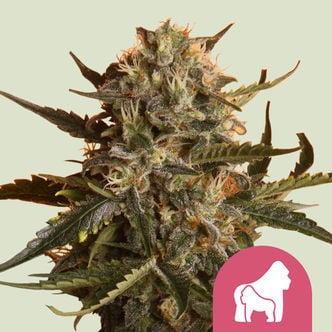 Mother Gorilla (Royal Queen Seeds) féminisée