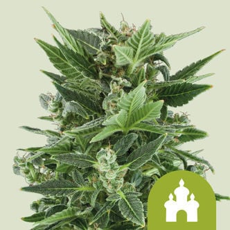 Royal Kush Automatic (Royal Queen Seeds) féminisée