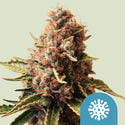 Euphoria (Royal Queen Seeds) féminisée