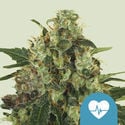 Medical Mass (Royal Queen Seeds) féminisée