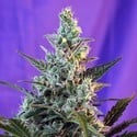 Sweet Skunk Auto (Sweet Seeds) féminisée