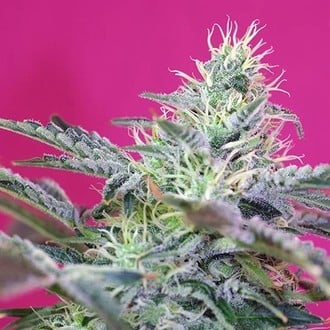 Sweet Cheese Auto (Sweet Seeds) féminisée