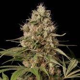 Shark Shock CBD (Dinafem) féminisée