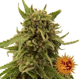 CBD Critical Cure (Barney's Farm) féminisée