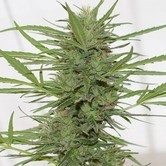 Dedoverde Haze Autoflowering (Humboldt Seeds) féminisée