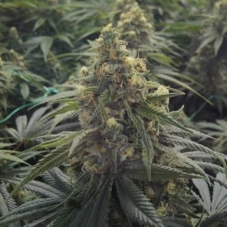 Desert Diesel (Humboldt Seeds) féminisée