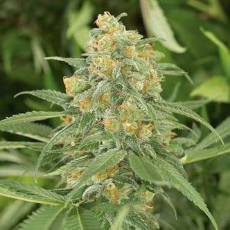 Green Crack (Humboldt Seeds) féminisée