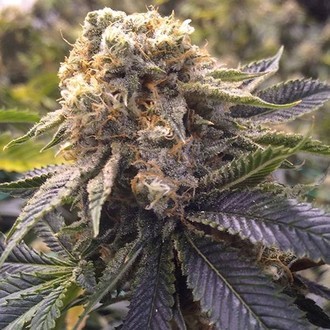 Lost Coast Hashplant (Humboldt Seed Organization) féminisée