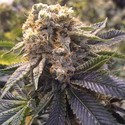 Lost Coast Hashplant (Humboldt Seed Organization) féminisée