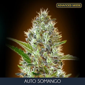 Auto Somango (Advanced Seeds) féminisée