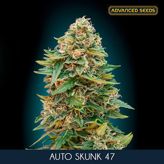 Auto Skunk 47 (Advanced Seeds) féminisée