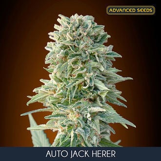 Auto Jack Herer (Advanced Seeds) féminisée