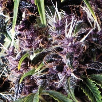 Auto Purple (Pyramid Seeds) féminisée