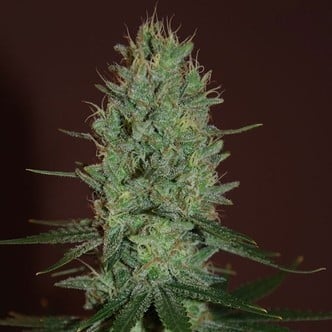 Amnesia Haze (Expert Seeds) féminisée