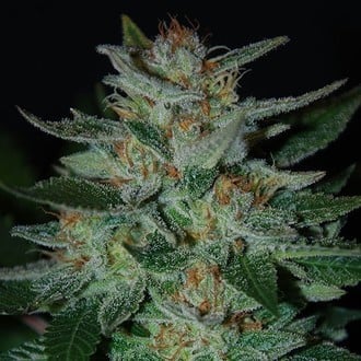 Blue Cheese (Expert Seeds) féminisée