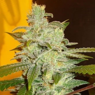 Northern Lights (Expert Seeds) féminisée