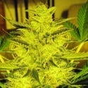Caramella Auto (Expert Seeds) féminisée