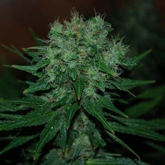 Blue Cheese Auto (Expert Seeds) féminisée