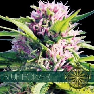 Blue Power (Vision Seeds) féminisée