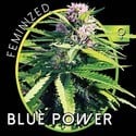 Blue Power (Vision Seeds) féminisée