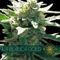 La Blanca Gold (Vision Seeds) féminisée