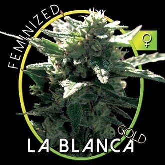 La Blanca Gold (Vision Seeds) féminisée