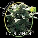 La Blanca Gold (Vision Seeds) féminisée