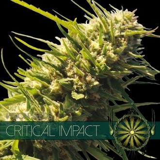 Critical Impact (Vision Seeds) féminisée