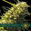 Critical Impact (Vision Seeds) féminisée