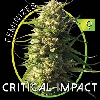 Critical Impact (Vision Seeds) féminisée