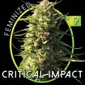 Critical Impact (Vision Seeds) féminisée