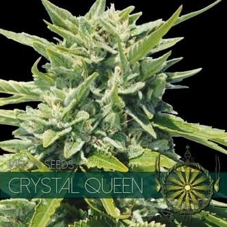 Crystal Queen (Vision Seeds) féminisée