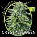 Crystal Queen (Vision Seeds) féminisée