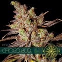Choco Bud (Vision Seeds) féminisée