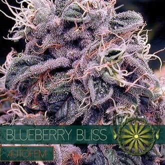 Blueberry Bliss Autoflowering (Vision Seeds) féminisée