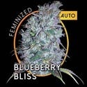 Blueberry Bliss Autoflowering (Vision Seeds) féminisée