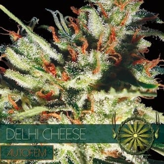 Delhi Cheese Autoflowering (Vision Seeds) féminisée