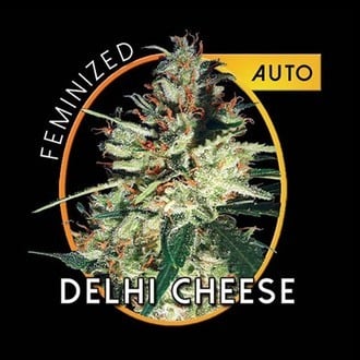 Delhi Cheese Autoflowering (Vision Seeds) féminisée