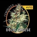 Delhi Cheese Autoflowering (Vision Seeds) féminisée