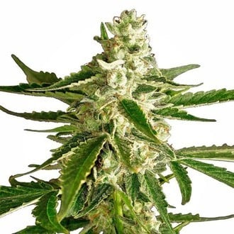 White Diesel Haze Automatic (White Label) féminisée