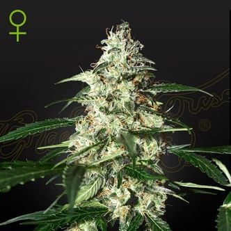 Skunk Autoflowering (Strain Hunters) féminisée