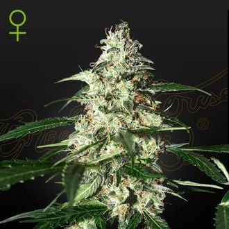 Skunk Autoflowering (Strain Hunters) féminisée
