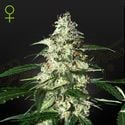 Skunk Autoflowering (Strain Hunters) féminisée