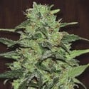 Malawi (ACE Seeds) féminisée
