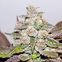 Mendocino x Purple Kush (Medical Seeds) féminisée